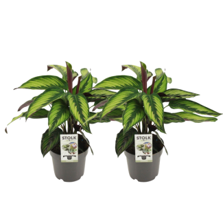 2 x Calathea Royale (Majestica Princeps) - Ø14cm - ↕45cm