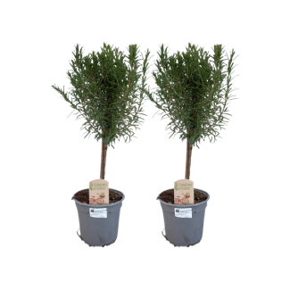 2 Pièces de Romarin sur Tige