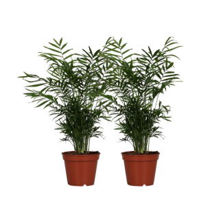Palmier Nain Mexicain, 2 Pièces, Plante d'Intérieur, Palmier, Chamaedorea Elegans - 2 pièces - Ø17cm - ↕55cm