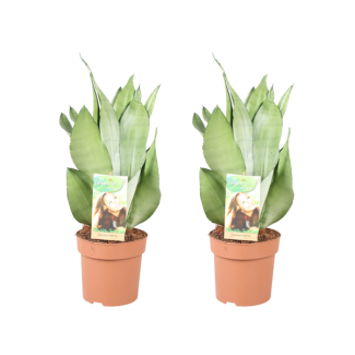 Langue de belle-mère, Feuille argentée, Sansevieria Moonshine - 2 pièces - Ø14cm - ↕40cm