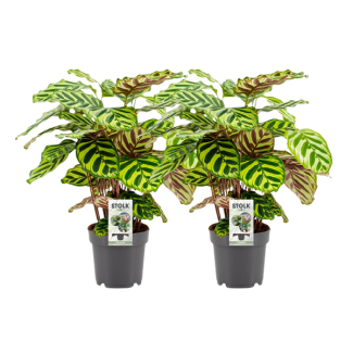 deux pièces de plante paon (Calathea) Makoyana - Ø14cm - ↕45cm