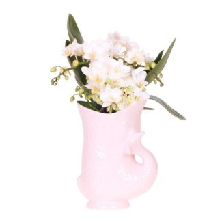 Orchidée Papillon Nazaré en Pot de Poisson Rose