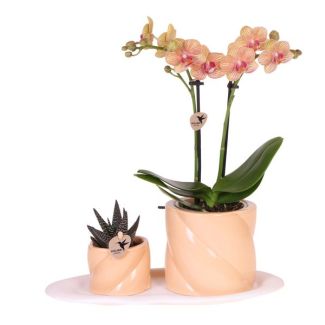 Orchidée papillon + Succulent dans pot décoratif en orange sur plateau