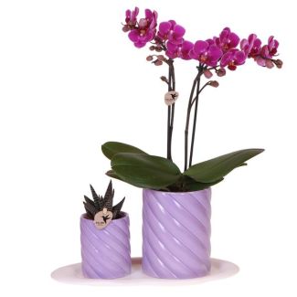 Orchidée papillon Morelia + Succulent dans pot décoratif Candy lilas sur plateau