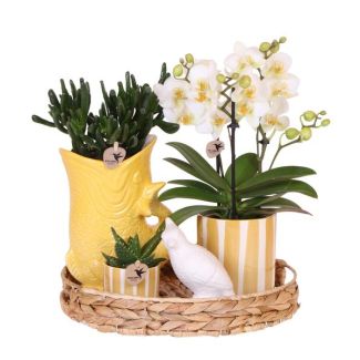 Orchidée Papillon Lausanne + succulentes dans pot décoratif sur plateau