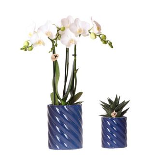 Orchidée Papillon Amabilis + Succulent dans Pot Décoratif Candy Bleu