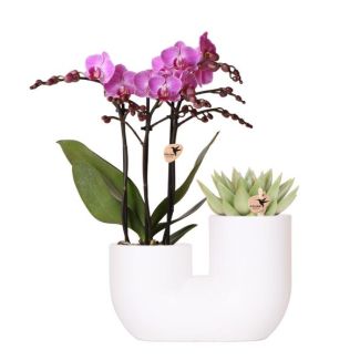 Orchidée Papillon Vienne + Succulent dans Pot Décoratif Tube Blanc