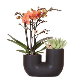 Orchidée Papillon Bolzano + succulent dans le pot décoratif Tube Noir