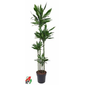 Le Dragonnier, Dracaena Janet Lind XXL, Ø27cm - ↕180cm