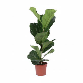 Plante à Feuilles de Violon, Ficus lyrata Arbuste, Ø17cm - ↕80cm, Plante d'Intérieur Verte