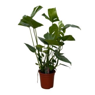 Monstera (plante fromage suisse) - plante à trous de 70 cm pour l'intérieur