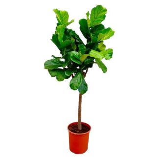 Ficus Lyrata 160 cm - Arbre d'intérieur aux feuilles en forme de violon