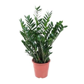 Plante ZZ | Zamioculcas | Zamia - 80-90 cm - ⌀21-24 cm