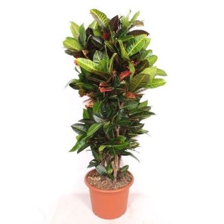 Codiaeum Petra - 180 cm de hauteur - Croton coloré pour l'intérieur