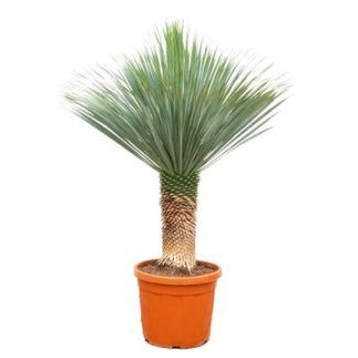 Yucca Rostrata robuste 140–160 cm – Attrait pour Salon, Hall & Bureau