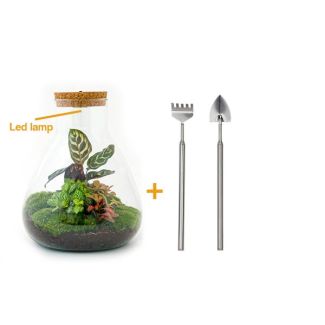 Terrarium de plantes DIY avec lumière - Sam Calathea - Ø 24,5 cm ↑ 30 cm - Râteau + Pelle