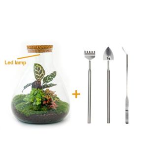 Terrarium de plantes DIY avec lumière - Sam Calathea - Ø 24,5 cm ↑ 30 cm - Râteau + Pelle + Pince