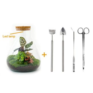 Terrarium de plantes DIY avec lumière - Sam Calathea - Ø 24,5 cm ↑ 30 cm - Râteau + Pelle + Pince à épiler + Ciseaux