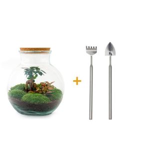 Bac à Plantes en Verre ! - Teddy Bonsai - ↕ 26,5 cm - DIY - avec râteau, pelle