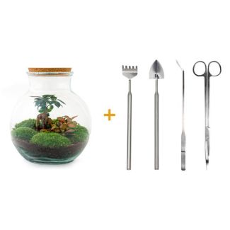 Bac à Plantes en Verre ! - Teddy Bonsai - ↕ 26,5 cm - DIY - avec râteau, pelle, pince à épiler et ciseaux