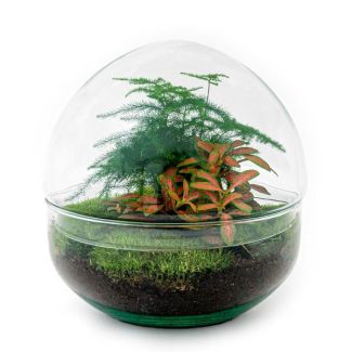 Terrarium à faire soi-même - Dôme Rouge - Hauteur 20 cm
