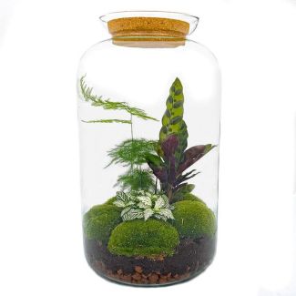 Terrarium à construire - Pot botanique XL - 43 x 23 cm - Avec plantes et accessoires comprenant un râteau, une pelle, une pince et des ciseaux