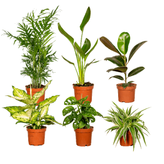 Cadeau Vert Plein de Surprises : Découvrez la Magie de 6 Plantes d'Intérieur Uniques