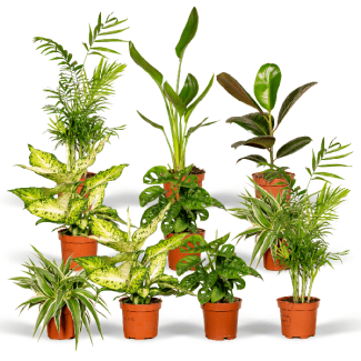Boîte Surprise avec 10 Plantes d'Intérieur – Un Cadeau Vert Plein de Surprises