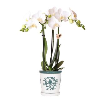 Orchidée Papillon Amabilis dans Pot Décoratif Vert Malaga
