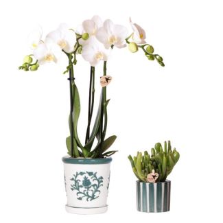 Orchidée Papillon Amabilis dans pot Malaga + succulent dans pot rayé vert