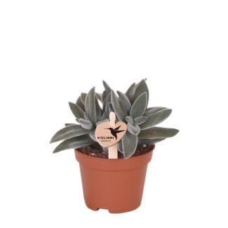 Plante Verte, Succulente Tarantula, Plante Grasse, Couleur Vert/Gris, Peu d'Entretien, Ø6cm