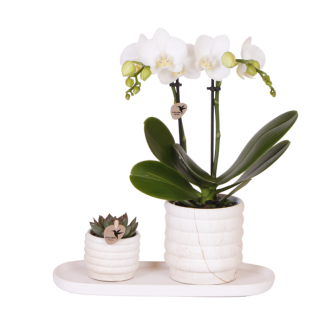 Astuce ! Coffret cadeau, Ensemble de plantes Slow Living small, Orchidée blanche Lausanne Ø9cm, Succulent vert Ø6cm, Pots décoratifs en céramique, Plateau ovale blanc