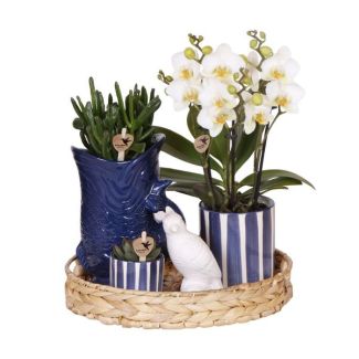 Orchidée papillon Lauanne + Succulentes dans pot décoratif Fish/Strié Bleu