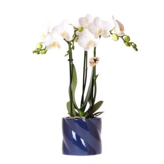 Orchidée Papillon Amabilis dans un Pot Décoratif Candy Bleu