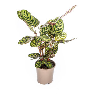 Goeppertia makoyana / Calathea Makoyana - Plante d'intérieur purificatrice d'air d'environ 45 cm de hauteur