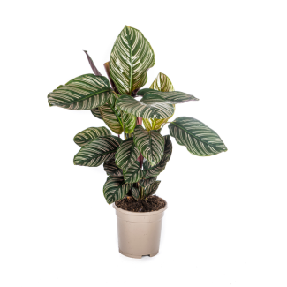 Plante Zèbre Calathea Ornata Sanderiana hauteur environ 45cm Ø17cm Plante Rayée