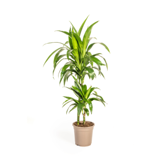 Plante Dracaena Lisa, Feuilles Vert Foncé. Apparence Tropicale, Plante Verte d'Intérieur, Dracaena Deremensis Lisa Ø19cm - ↕80cm