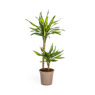 Le Dracaena, Feuilles Vertes avec Bords Blancs. Apparence Tropicale, Plante Verte d'Intérieur, Dracaena Deremensis Rikki Ø19cm - ↕80cm