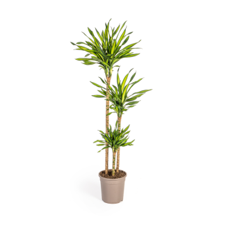 Plante Dracaena Rikki, Feuilles Vertes avec Bords Blancs. Apparence Tropicale, Plante Verte d'Intérieur, Dracaena Deremensis Rikki Ø24cm - ↕140cm