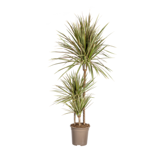 Dracaena Marginata Bicolor, Feuilles Vertes avec Rayures Crème/Rose Clair sur les Bords. Apparence Tropicale, Plante d'Intérieur Verte, Dracaena Marginata Bicolor Ø21cm - ↕120cm