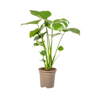La Monstera Tauerii, Feuilles en Forme de Cœur, Plante à Trous, Plante d'Intérieur Verte, Monstera Deliciosa Tauerii Ø17cm - ↕60cm