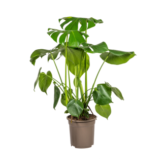 La Monstera Tauerii, Feuilles en Forme de Cœur, Plante à Trous, Plante d'Intérieur Verte, Monstera Deliciosa Tauerii Ø21cm - ↕80cm