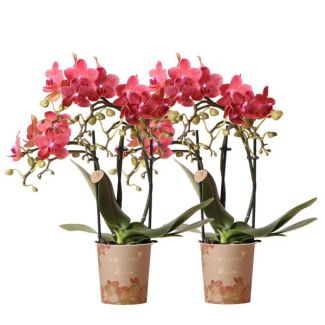2 Orchidées Papillon Congo