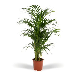 Palmier Areca - Ø19cm - ↕70cm