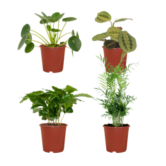 4 Plantes amicales pour les animaux