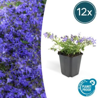 12x Campanule Campanula poscharskyana 'Stella' ↕10-20cm - Ø9cm - idéal pour les bordures et comme couvre-sol