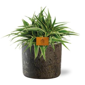 La plante araignée / Chlorophytum en pot couleur marron, feuilles panachées, Chlorophytum Ocean - Ø15cm - ↕25cm