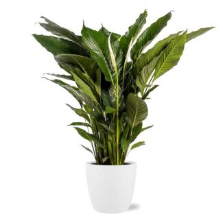 La plante cuillère ou le lys de la paix, connue pour ses fleurs blanches, Spathiphyllum Sweet Sebastiano - Ø24cm - ↕110cm + pot blanc Bruxelles D25x23cm