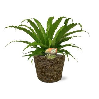 Fougères Asplenium