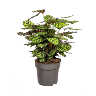 Plante Paon, Feuille Ovale Vert Clair avec Taches, Calathea Makoyana Ø27cm - ↕70cm